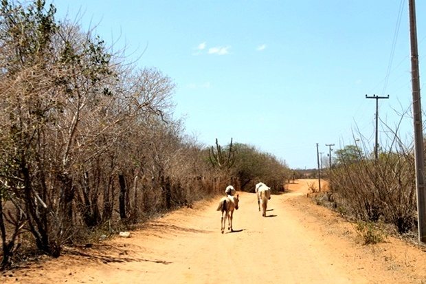 Dos 459 municípios em situação de extrema pobreza do Brasil, 88 estão no Piauí 1 Seca