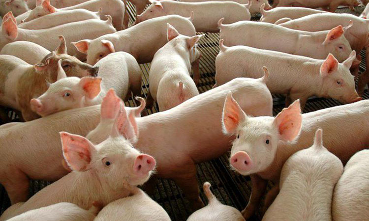 Governo vai decretar emergência sanitária devido foco de peste suína clássica 1 sui