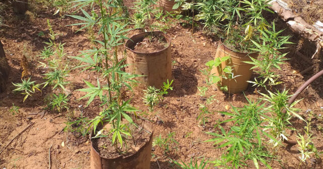 Policia Militar encontra plantação de maconha no município de Santa Cruz do Piauí