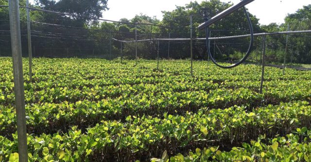 Prefeito de Ipiranga do Piauí Cultiva 50 mil mudas de Caju com recursos municipais