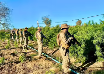 PM Piauí encontra plantação cerca de 5 hectares de maconha em Nazaré do Piauí  (Foto:PM PI)