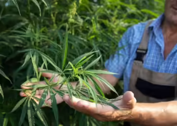 Encontrado na Cannabis, o cânhamo tem as sementes usadas na produção de alimentos, medicamentos e suplementos nutricionais — Foto: Freepik
