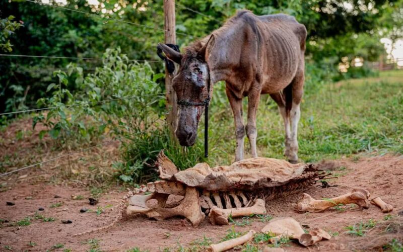 avalo encontrado pela polícia em abatedouro clandestino, em Goiás — Foto: Paulo de Tarso/Prefeitura de Anápolis