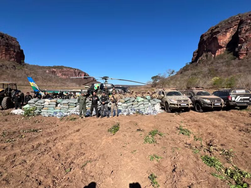 Polícia Civil encontra plantação de quase cinco hectares de maconha no Sul do Piauí — Foto: Polícia Civil