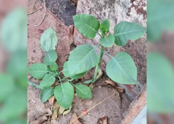 Nicotiana glauca, a falsa couve encontrada na casa da família intoxicada em Patrocínio — Foto: Corpo de Bombeiros/Divulgação