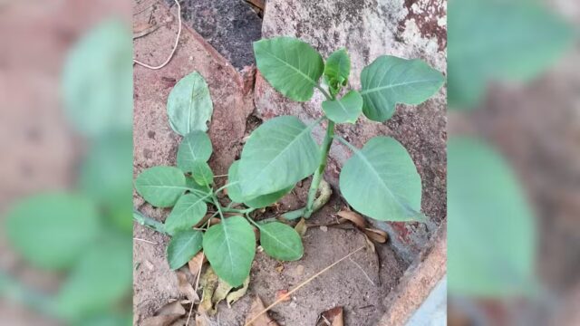 Nicotiana glauca, a falsa couve encontrada na casa da família intoxicada em Patrocínio — Foto: Corpo de Bombeiros/Divulgação
