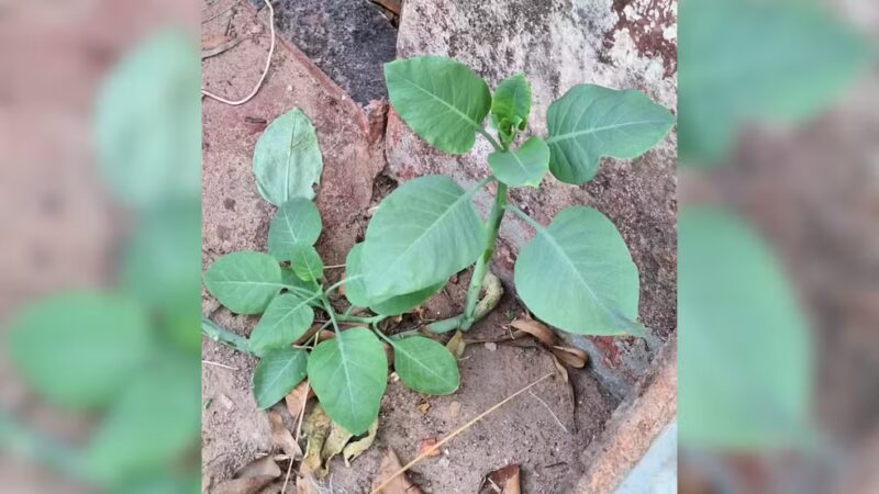 Nicotiana glauca, a falsa couve encontrada na casa da família intoxicada em Patrocínio — Foto: Corpo de Bombeiros/Divulgação