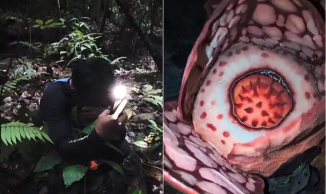 Cientistas encontram raríssima flor gigante na Indonésia e biólogo chora após busca de 13 anos — Foto: Reprodução/X