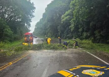 Ciclone extratropical provoca estragos em 18 cidades do Rio Grande do Sul 4 Queda de árvore bloqueou a BR-158 entre Itaara e Santa Maria — Foto: PRF/Divulgação