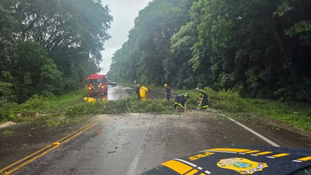 Queda de árvore bloqueou a BR-158 entre Itaara e Santa Maria — Foto: PRF/Divulgação
