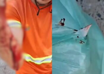 Gari se corta ao recolher sacola com prato quebrado em Teresina — Foto: Reprodução/Redes Sociais