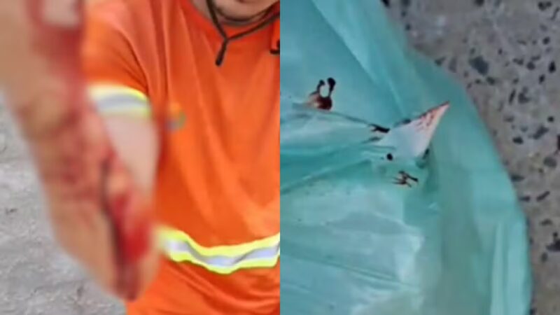 Gari se corta ao recolher sacola com prato quebrado em Teresina — Foto: Reprodução/Redes Sociais