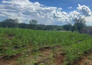 Três pessoas são presas em Avelino Lopes após descoberta de plantação de maconha 3 edicao imagens g1 45